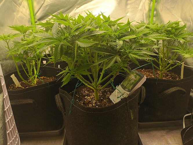 Growreport Bild 7