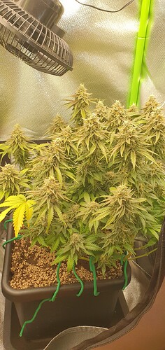 Growreport Bild 2