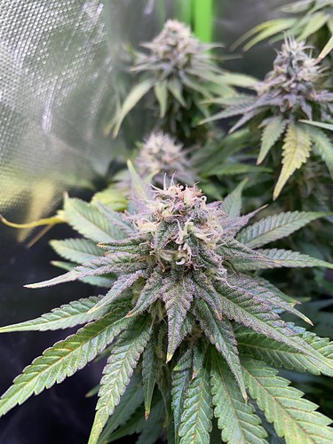 Growreport Bild 2