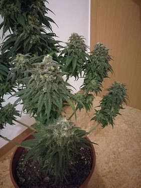 Growreport Bild 19