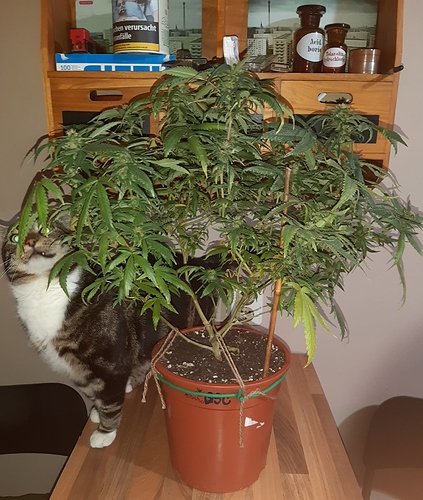 Growreport Bild 8