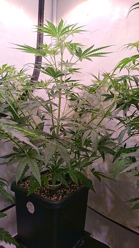 Growreport Bild 2
