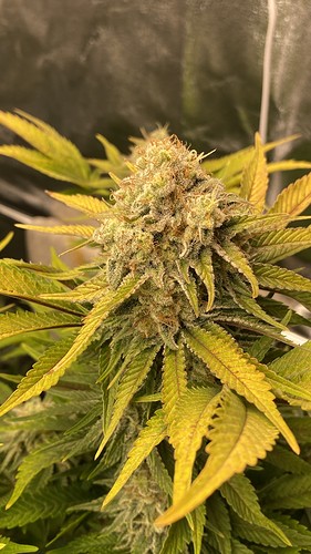 Growreport Bild 28