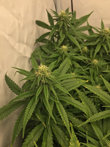 Growreport Bild 29