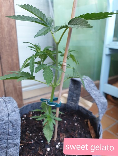 Growreport Bild 13