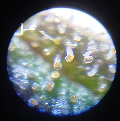 Growreport Bild 9