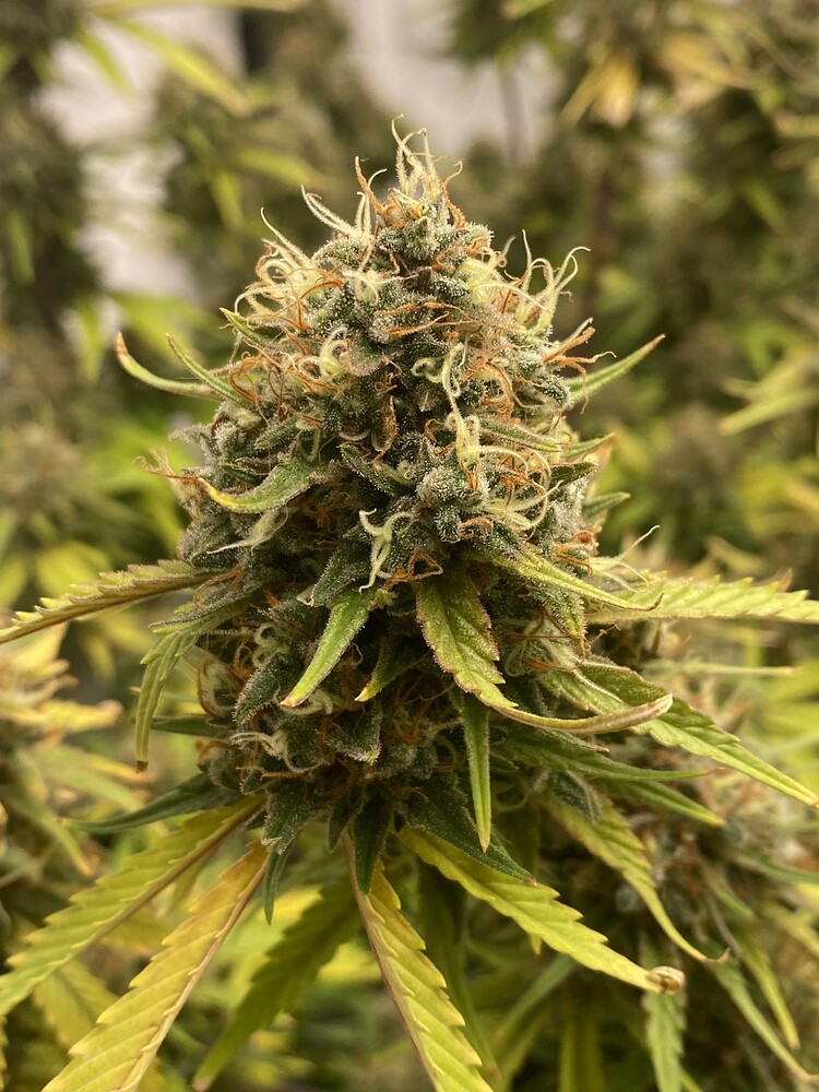 Gorilla Zkittlez 🦍 AK-47 🔫 Big Bud