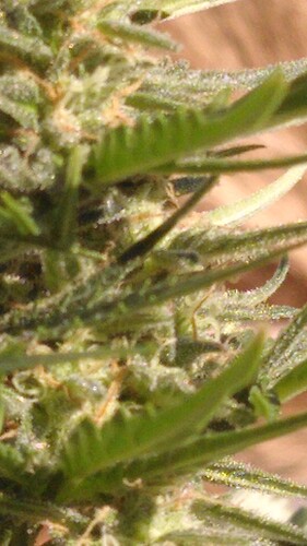 Growreport Bild 20