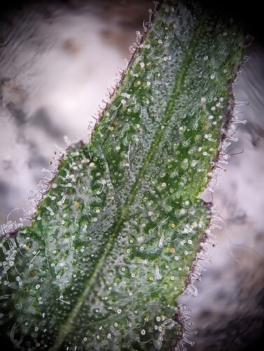 Growreport Bild 15