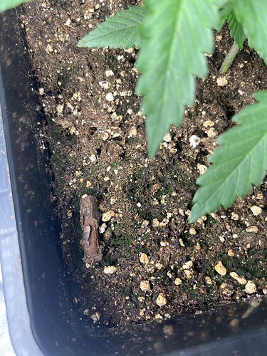 Growreport Bild 8