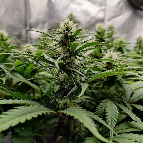Growreport Bild 10