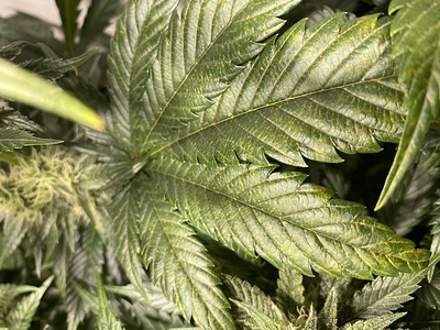 Growreport Bild 11