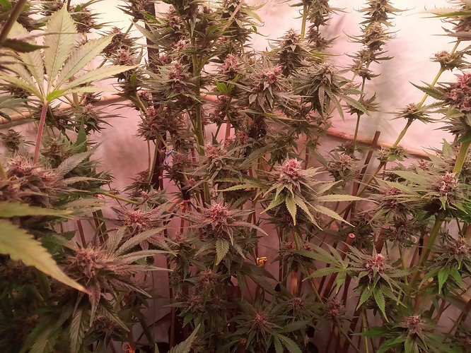 Growreport Bild 26