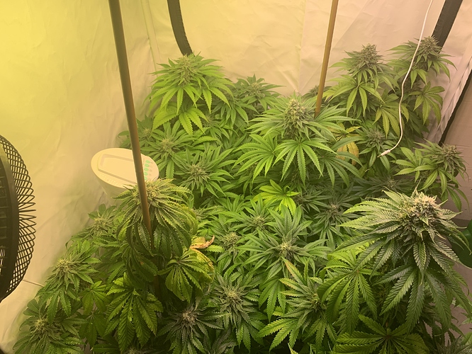 Growreport Bild 5