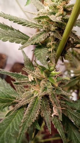 Growreport Bild 28