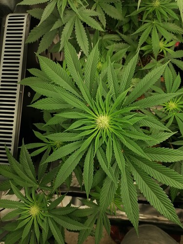 Growreport Bild 2
