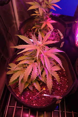 Growreport Bild 12