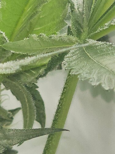 Growreport Bild 1