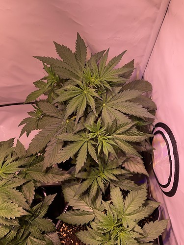 Growreport Bild 12