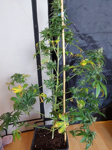 Growreport Bild 5