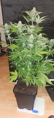 Growreport Bild 1