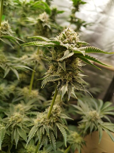 Growreport Bild 8