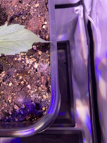 Growreport Bild 5
