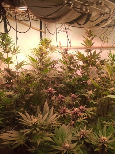 Growreport Bild 47