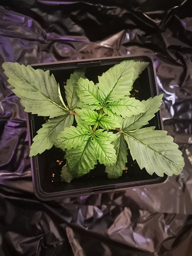 Growreport Bild 6