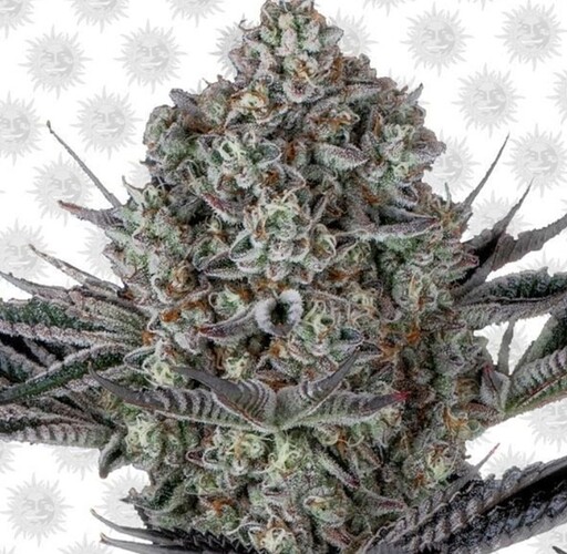 Growreport Bild 14