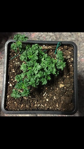 Growreport Bild 4