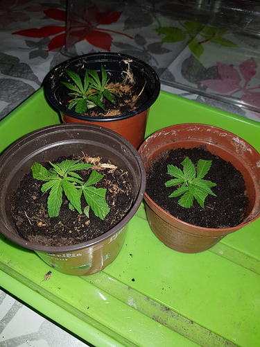 Growreport Bild 4