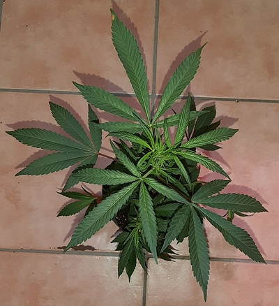 Growreport Bild 4