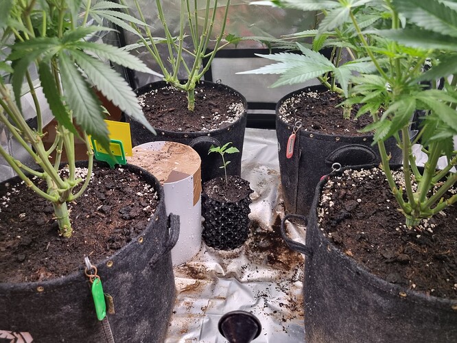 Growreport Bild 42