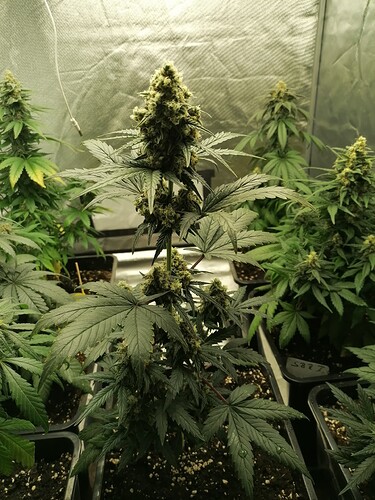 Growreport Bild 4