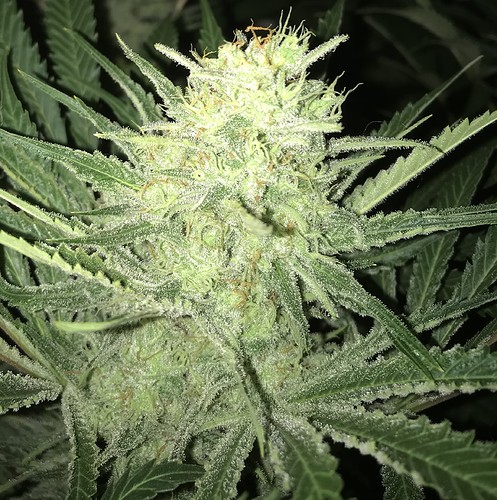 Growreport Bild 34