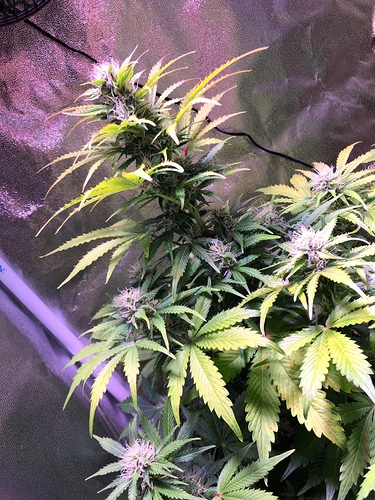 Growreport Bild 9