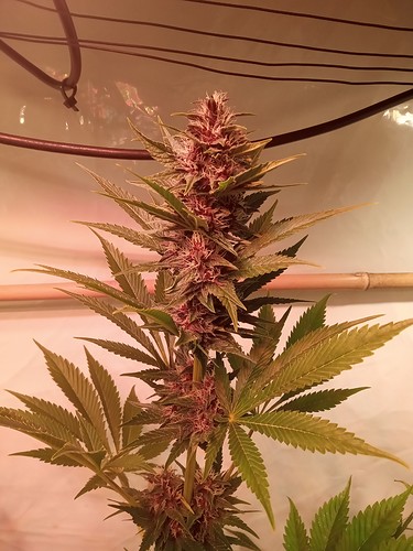 Growreport Bild 71