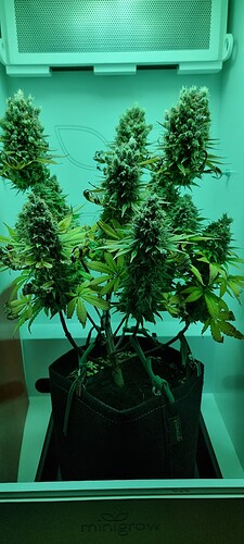 Growreport Bild 2