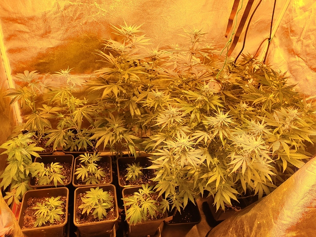 Growreport Bild 3