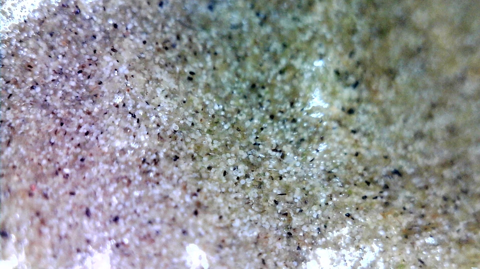 Runtz mit Bio-Dünger in Cocos-Medium