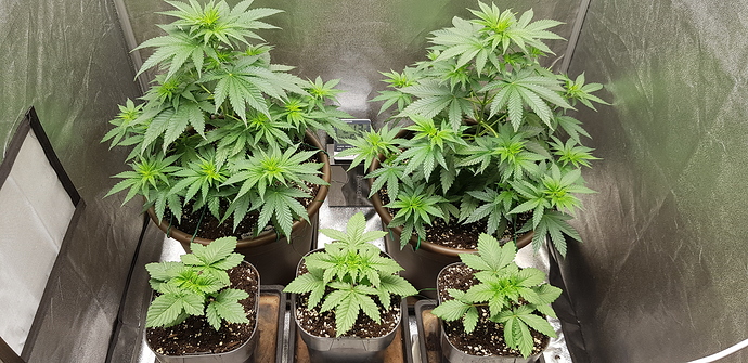 Growreport Bild 2