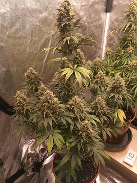Growreport Bild 30