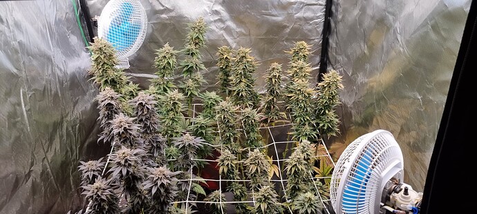 Growreport Bild 1