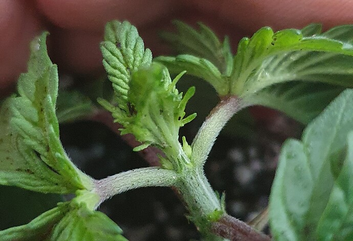 Growreport Bild 8