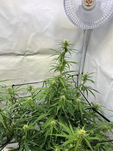 Growreport Bild 6