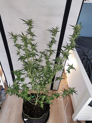 Growreport Bild 5