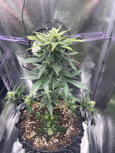 Growreport Bild 5