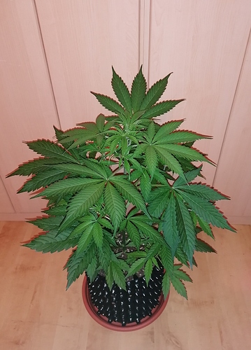 Growreport Bild 2