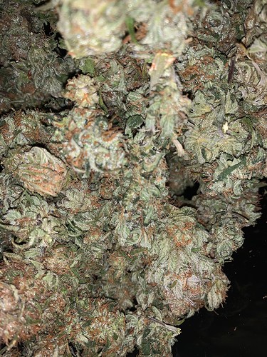 Growreport Bild 5
